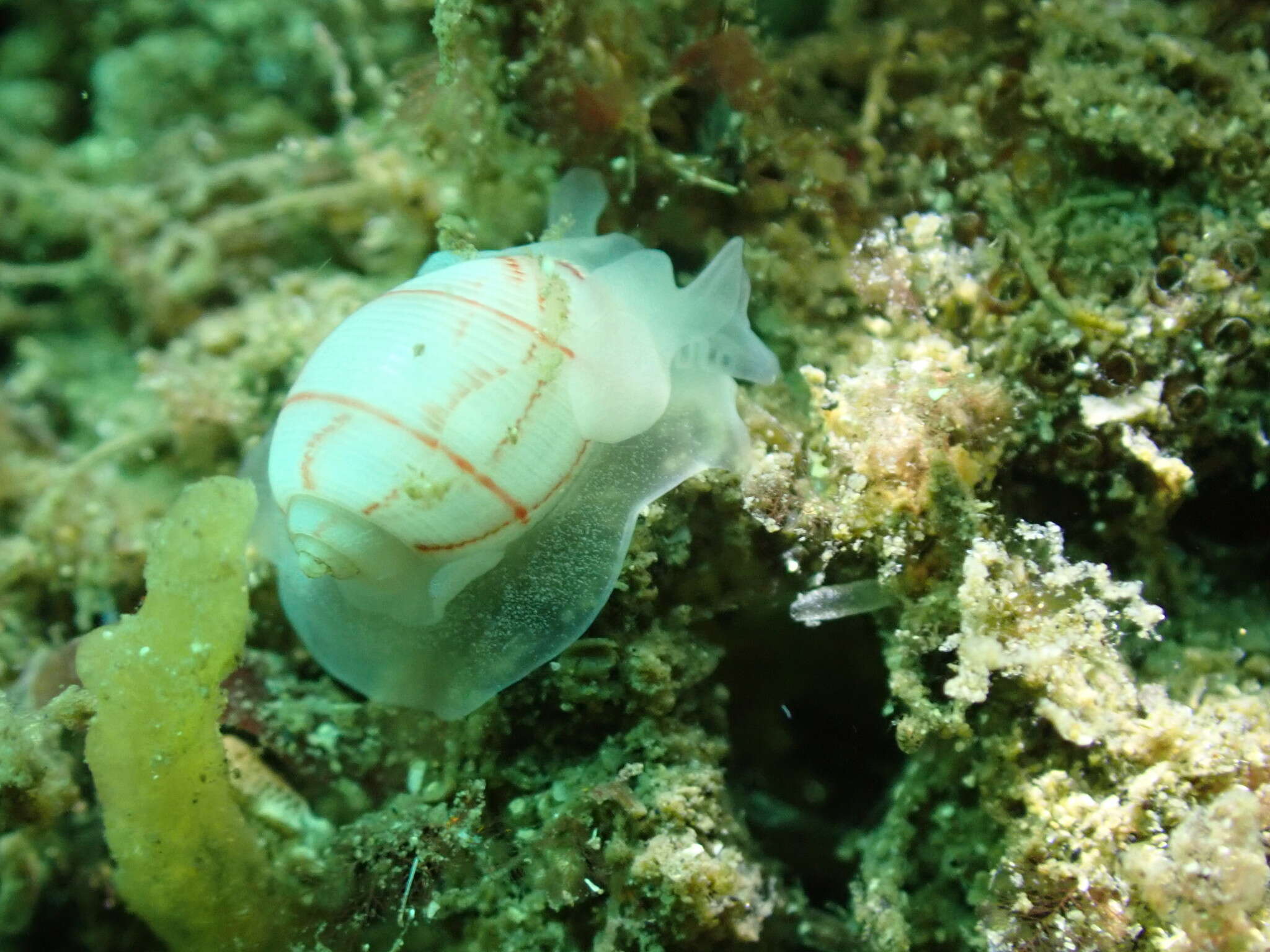 Image of lined bubble snail