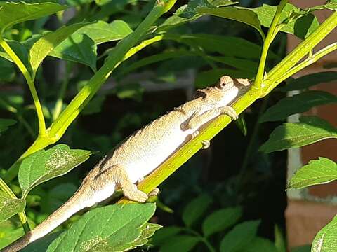 Image of Dhlinza Dwarf Chameleon