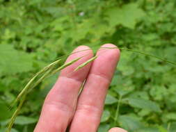 Image of fringed brome