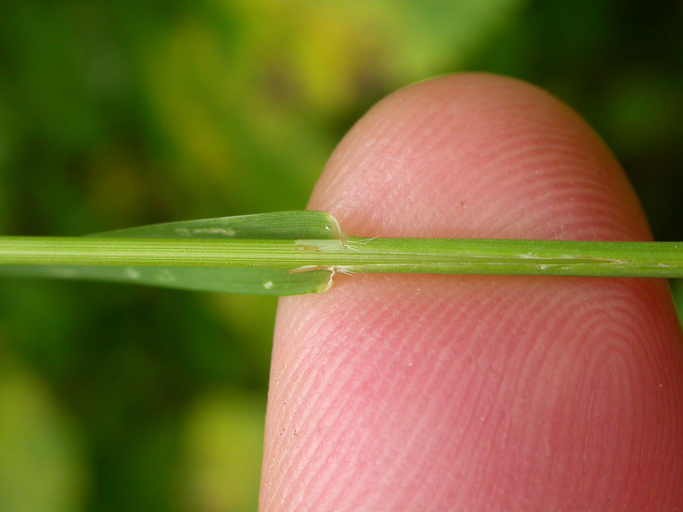 Imagem de Bromus ciliatus L.