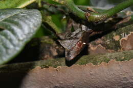 Image of Satanic leaf-tailed gecko