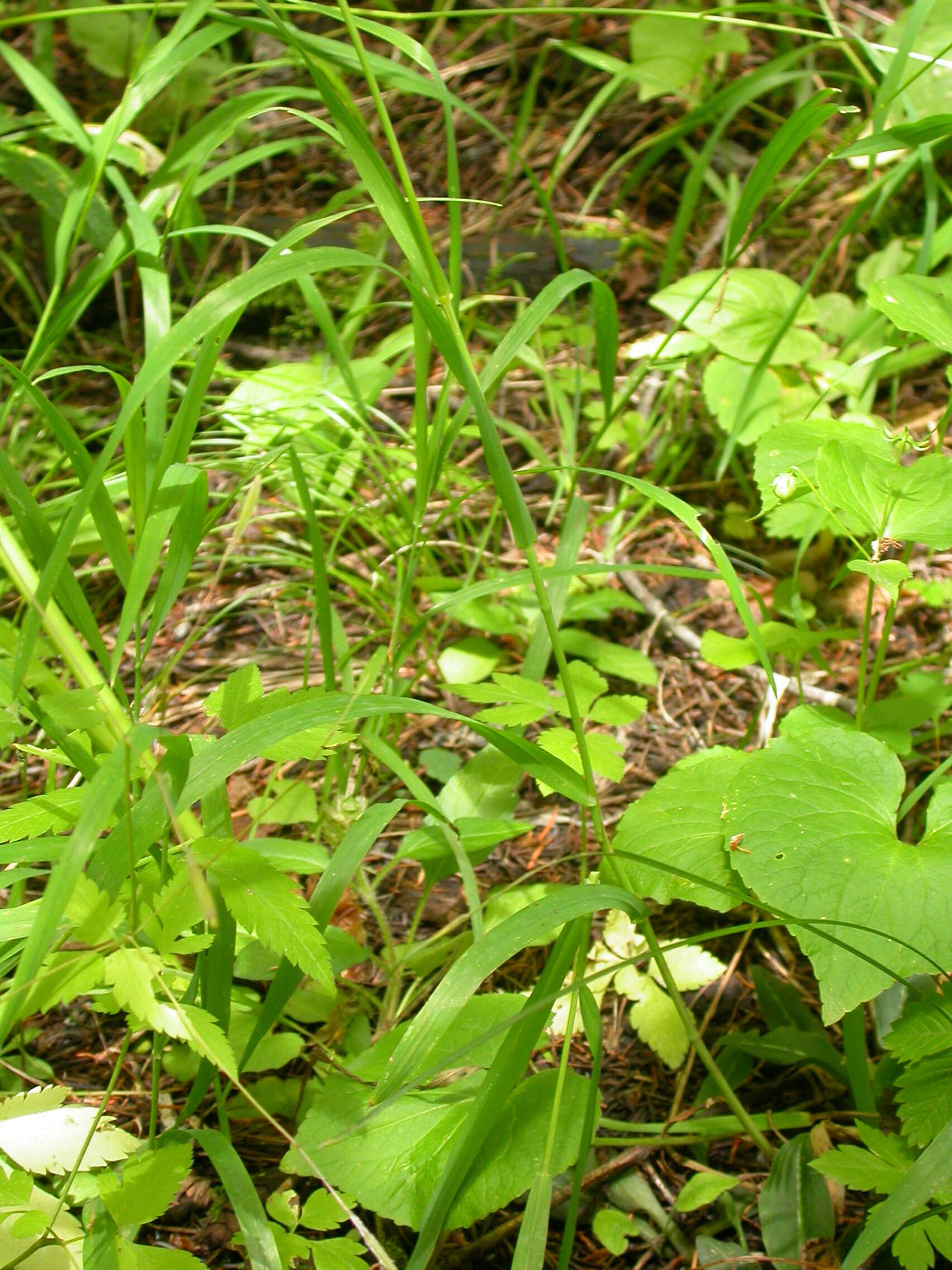 Image of fringed brome