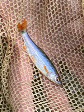 Image of Tricolor Shiner