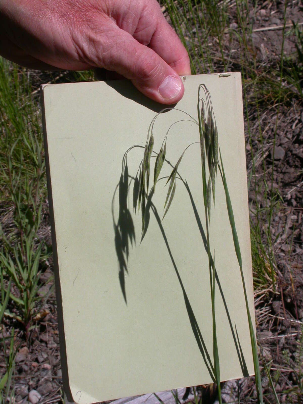 Imagem de Bromus ciliatus L.