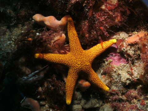 Image de Fromia polypora H. L. Clark 1916