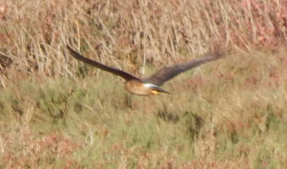 Image of Northern Harrier