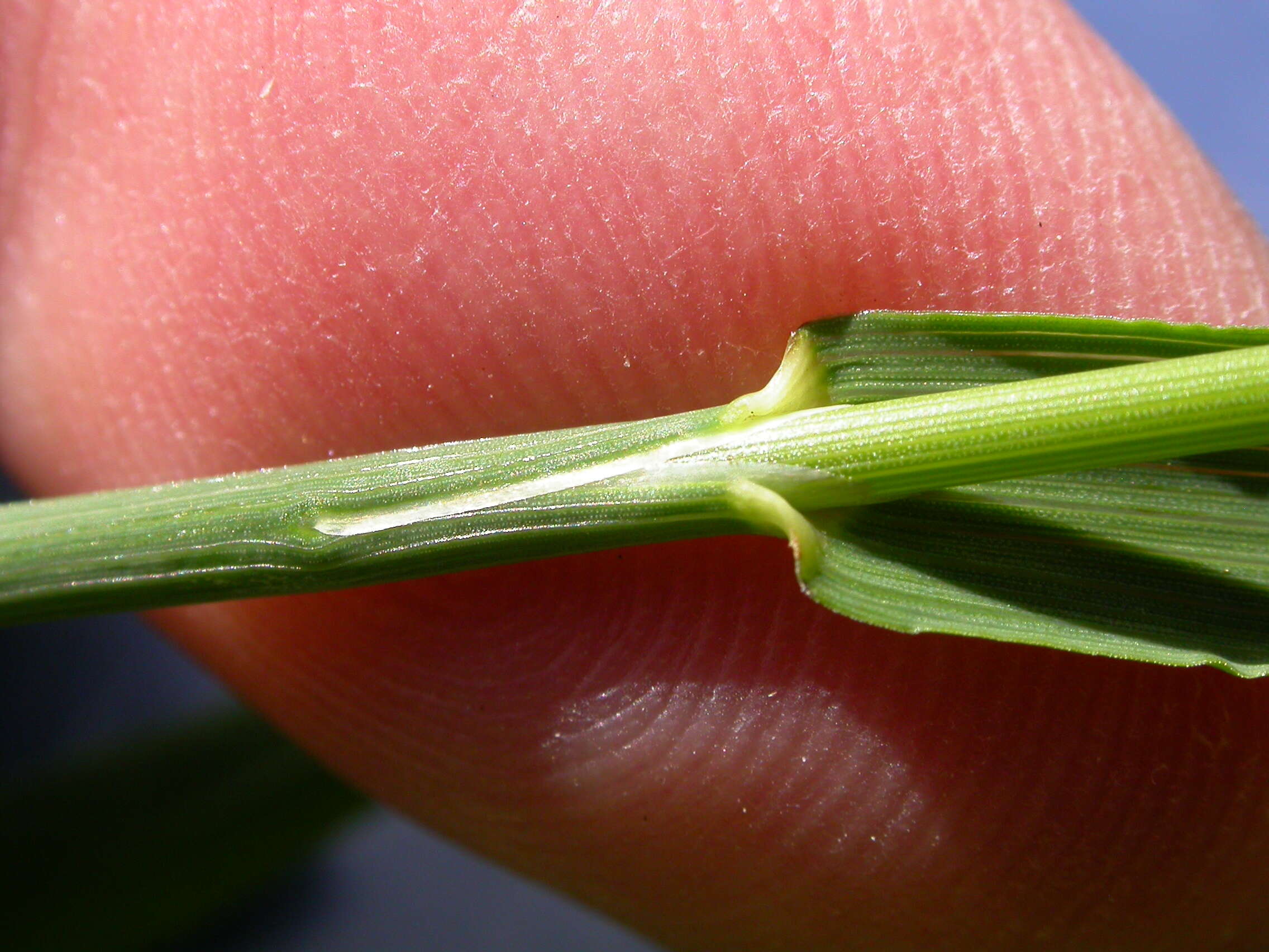 Imagem de Bromus inermis Leyss.