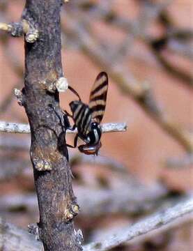 Plancia ëd Pterotaenia fasciata (Wiedemann 1830)