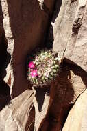 Image of Mammillaria sonorensis R. T. Craig