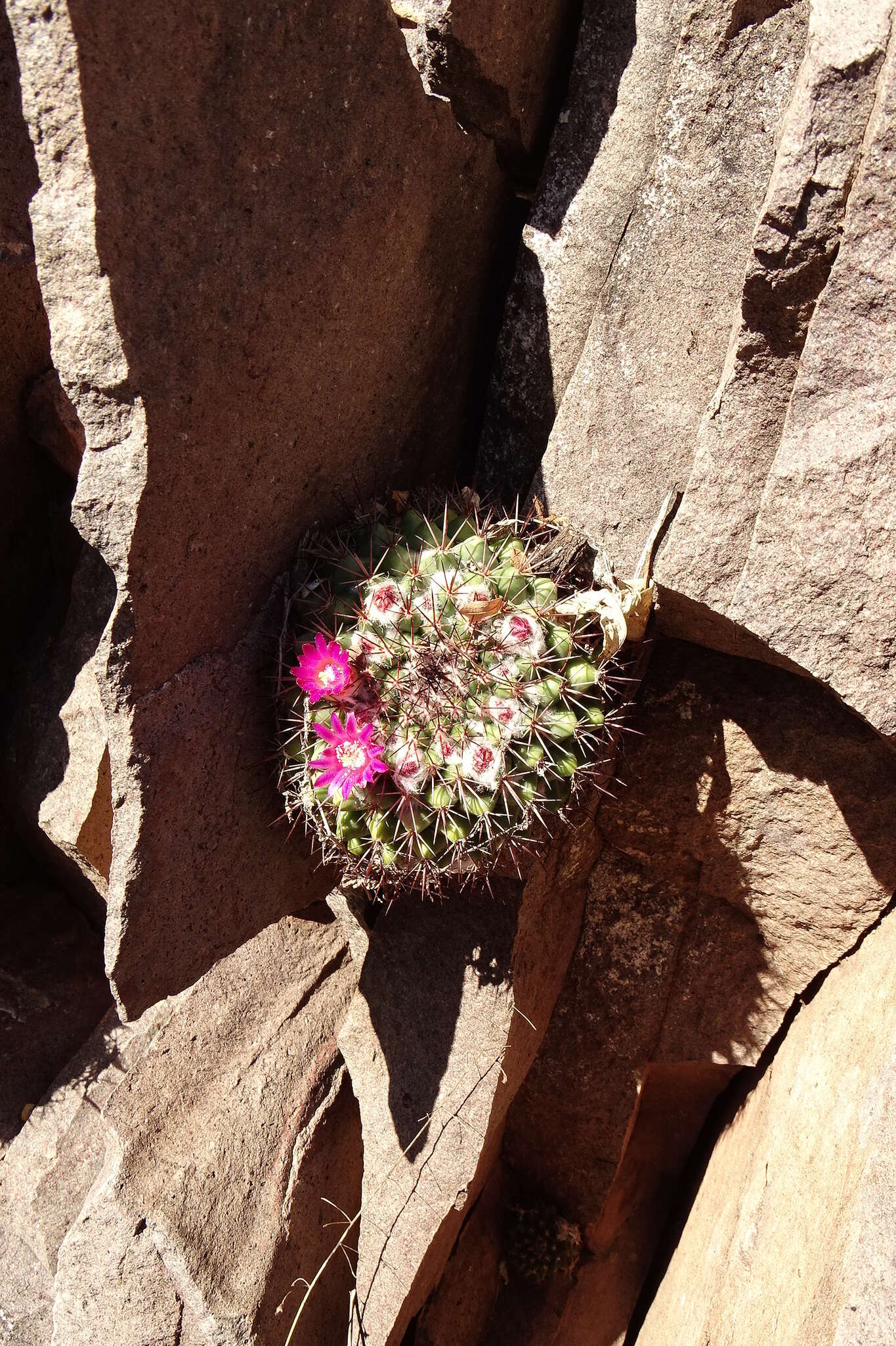 Mammillaria sonorensis R. T. Craig的圖片