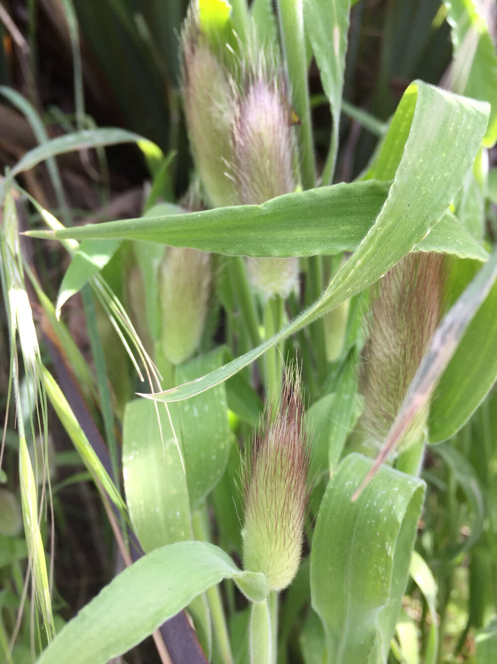 Image of harestail grass