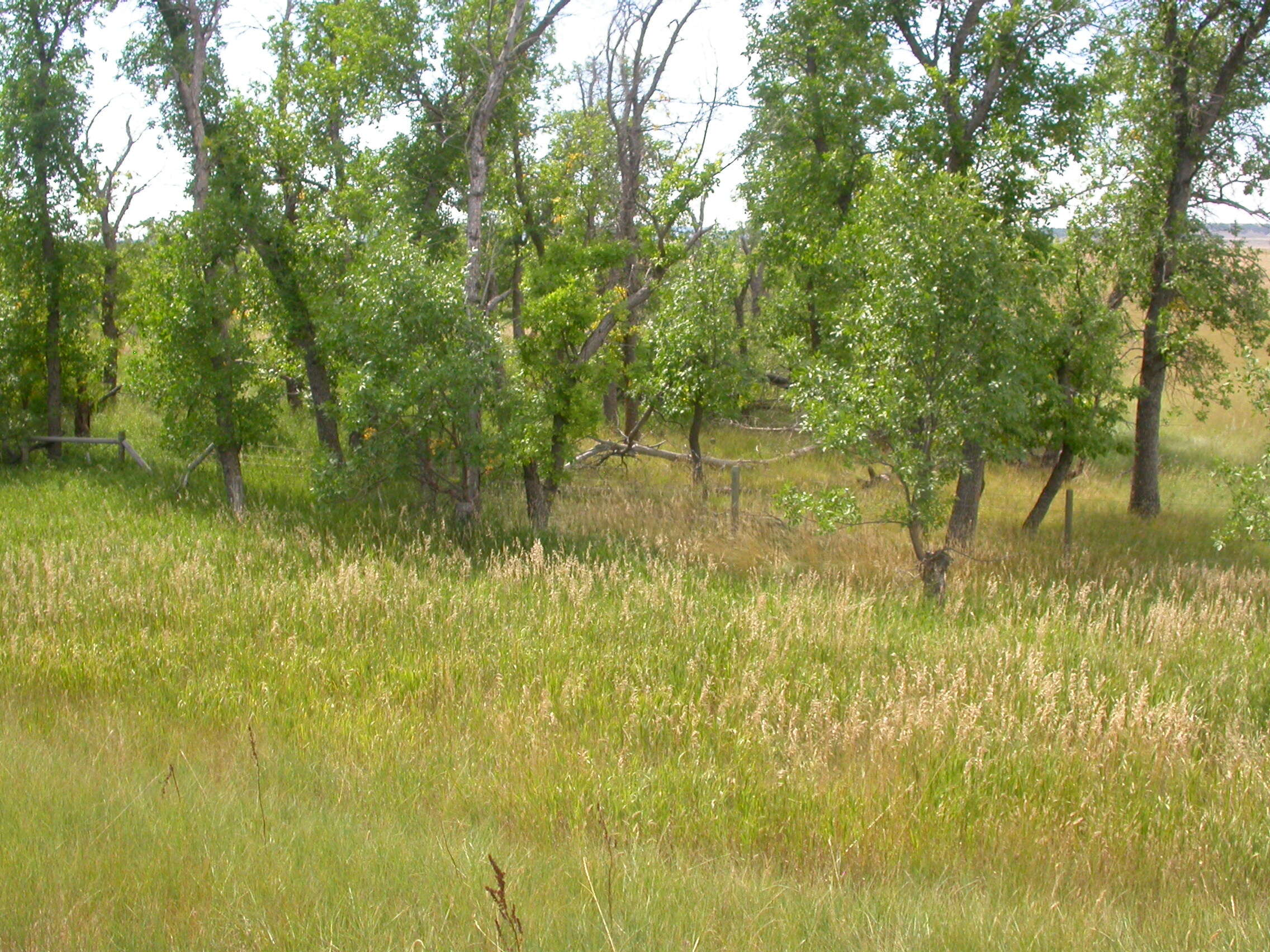 Image of green ash