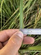 Image of Slender Ditch Crown Grass