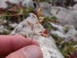 Image of alpine bluegrass