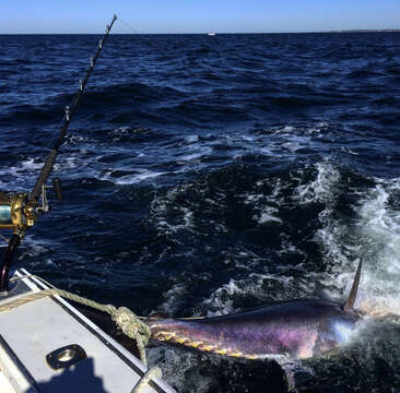 Image of Atlantic Bluefin Tuna