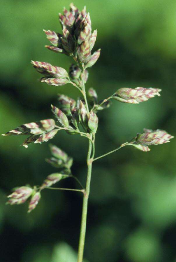 Image of alpine bluegrass