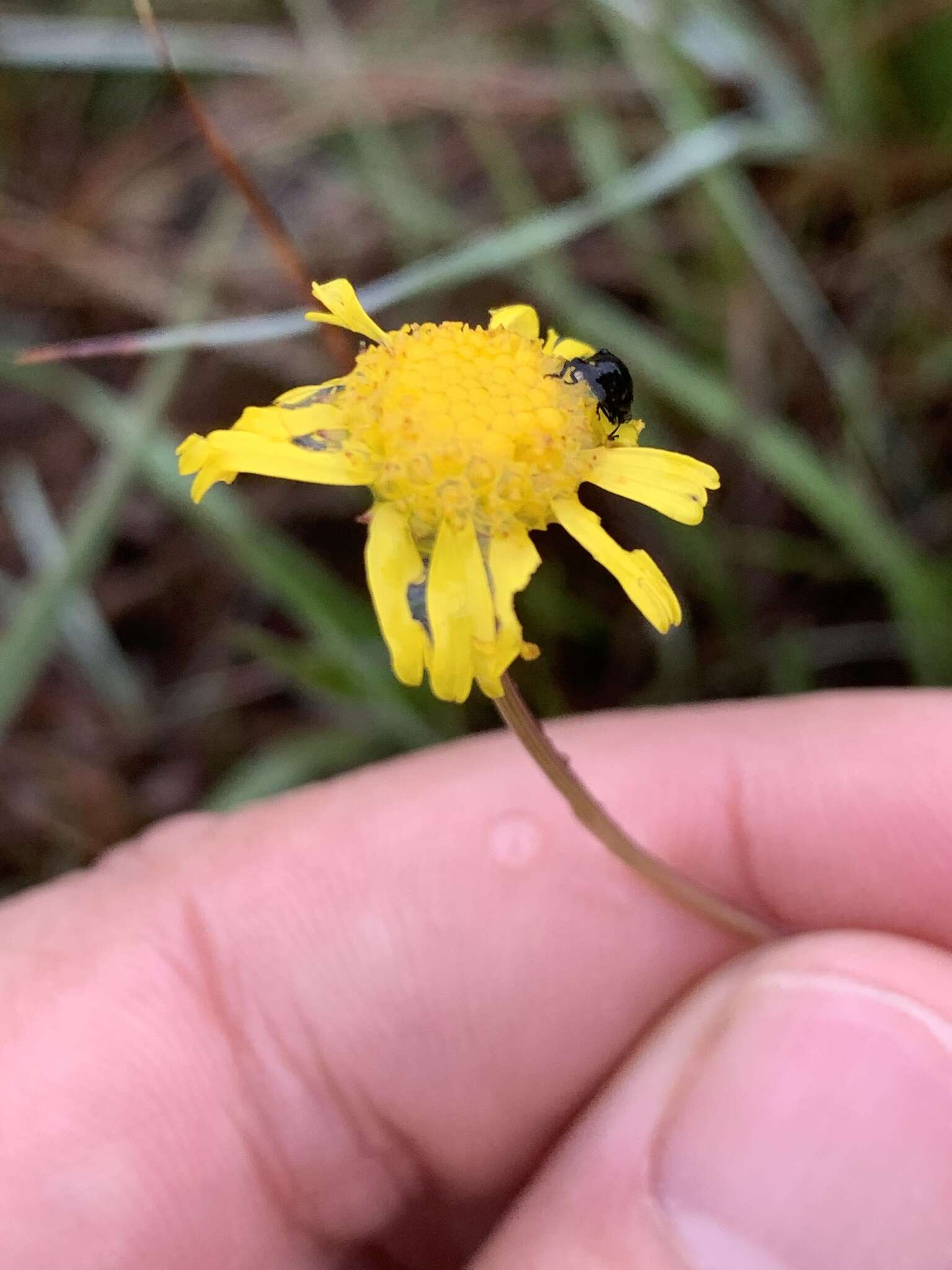 Imagem de Euryops pedunculatus N. E. Br.