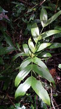 Image of Dypsis catatiana (Baill.) Beentje & J. Dransf.