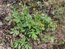 Image of palmleaf cinquefoil