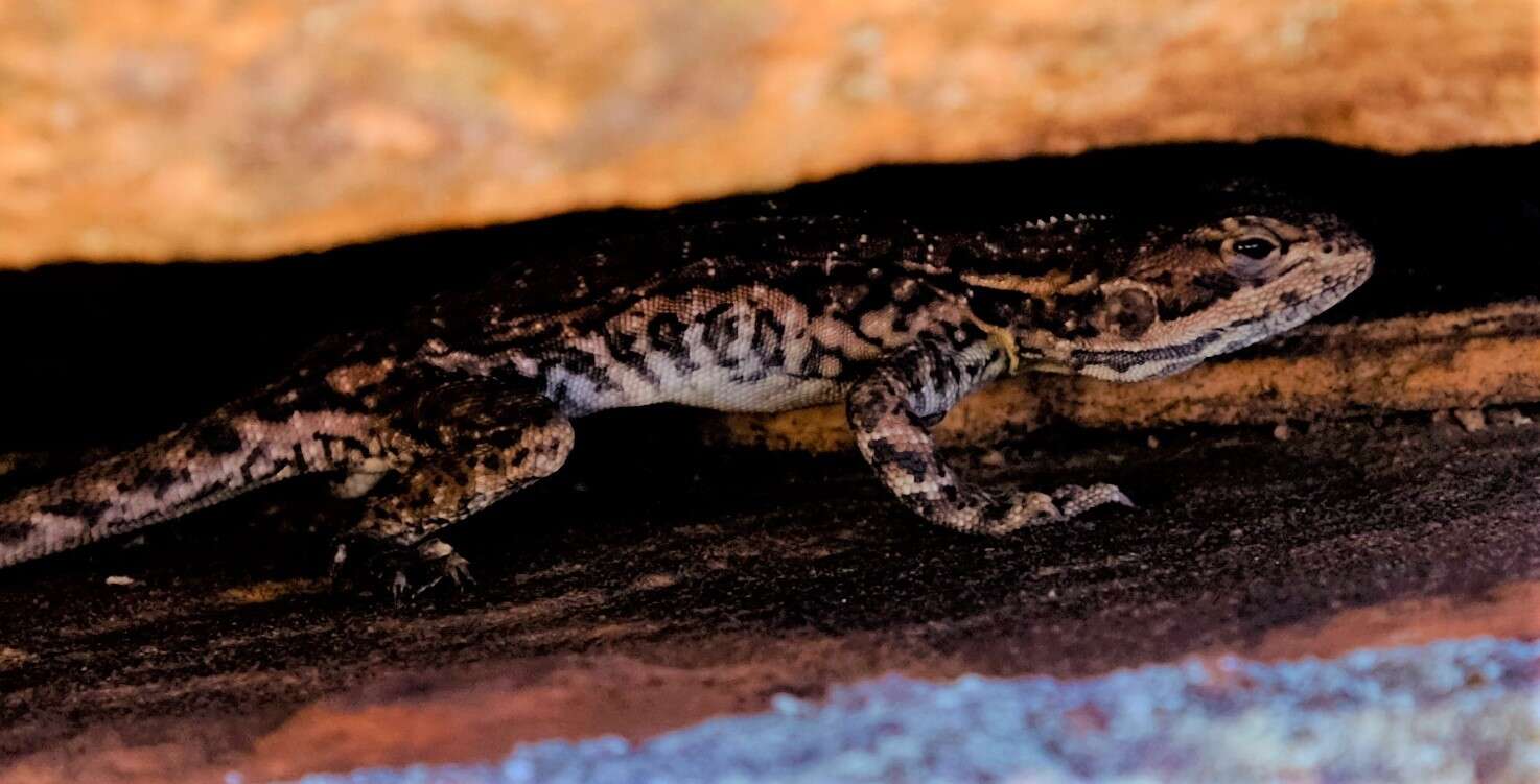 Image of Red-barred Crevice-dragon