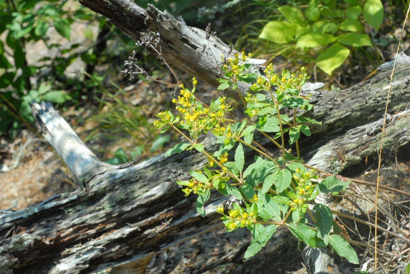 Image of shale barren buckwheat