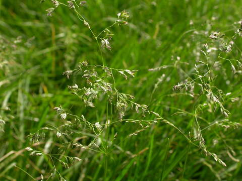 Image of Smooth Meadow-grass