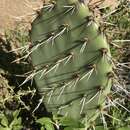 Opuntia occidentalis Engelm. & J. M. Bigelow resmi