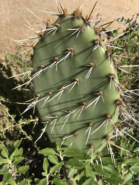 Image of pricklypear