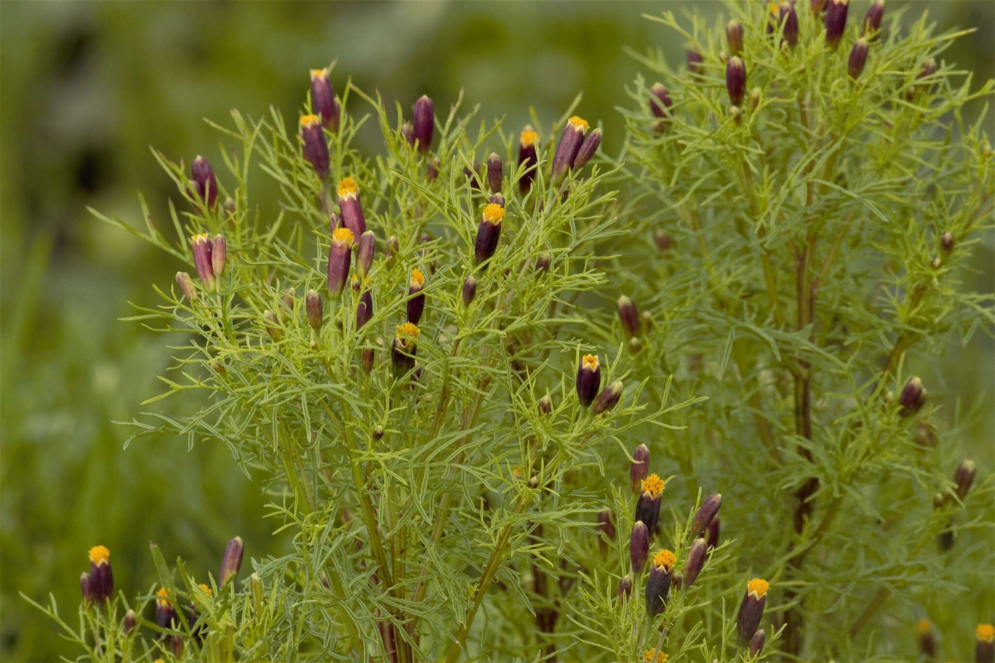 Tagetes coronopifolia Willd. resmi