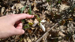 Image of Galanthus plicatus M. Bieb.