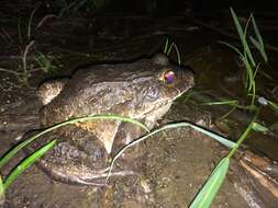 Image of Labyrinth Frog