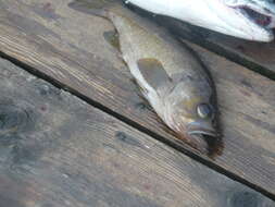 Image of Yellowtail rockfish