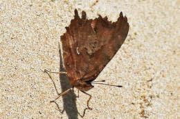 Image of Eastern Comma