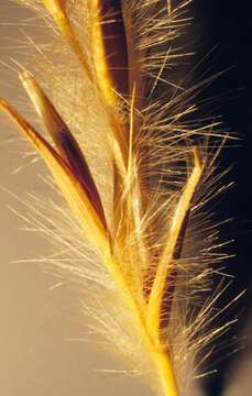 Image of sand bluestem