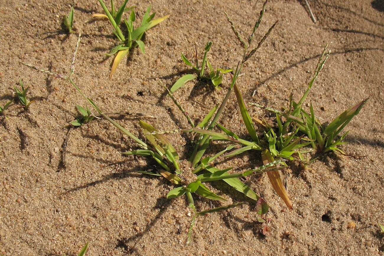 Image of red millet, smooth finger-grass