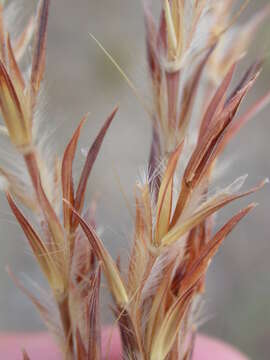 Image of sand bluestem