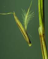 Imagem de Schizachyrium scoparium (Michx.) Nash