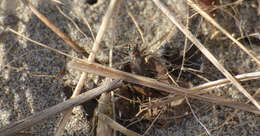 Plancia ëd Cicindela (Cicindela) oregona oregona Le Conte 1856