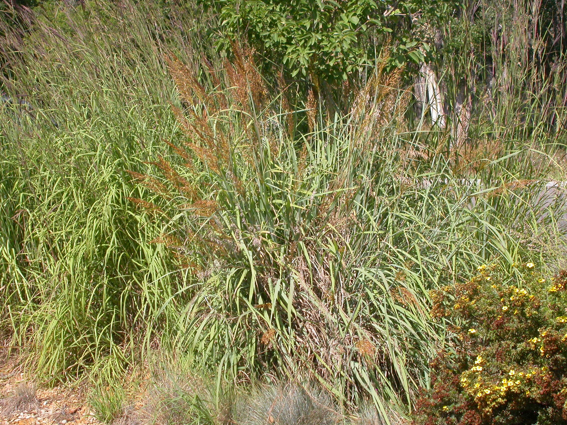 Image of Indiangrass