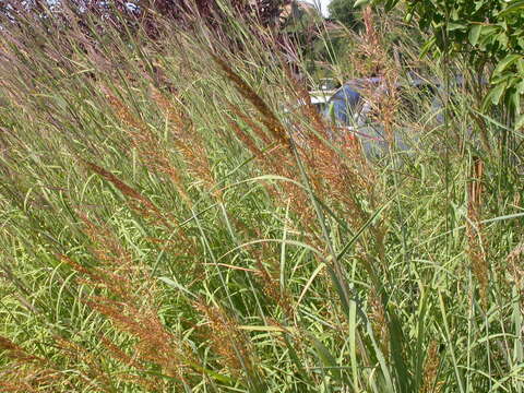 Image of Indiangrass