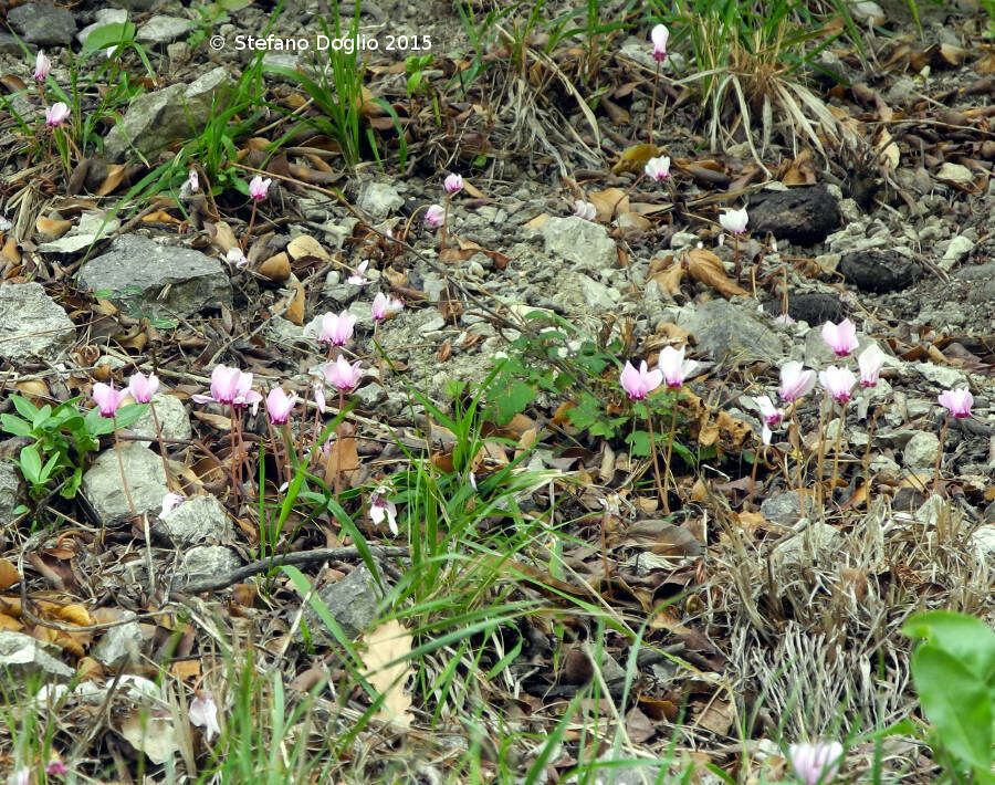 Image of baby cyclamen