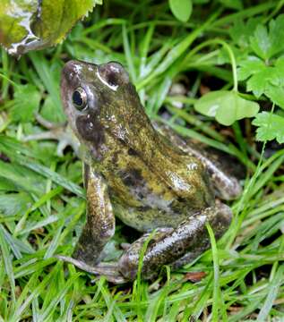 Image of Common frog