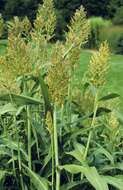 Image of sorghum