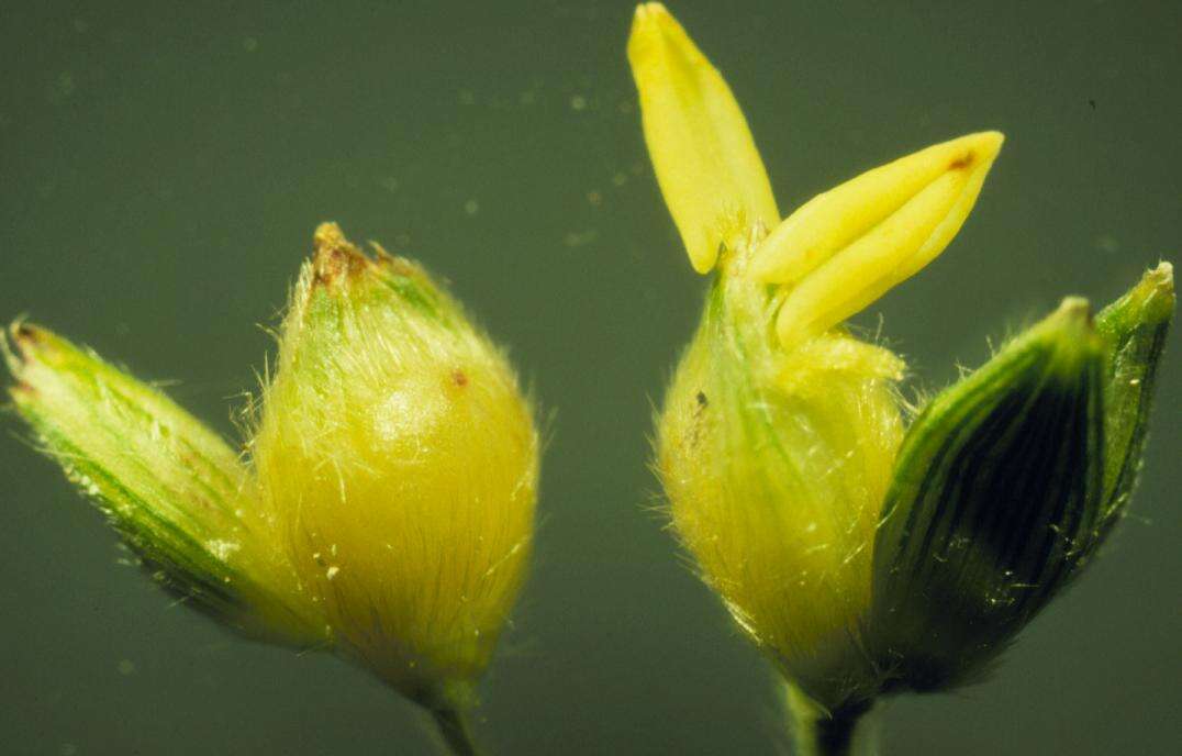 Image of sorghum