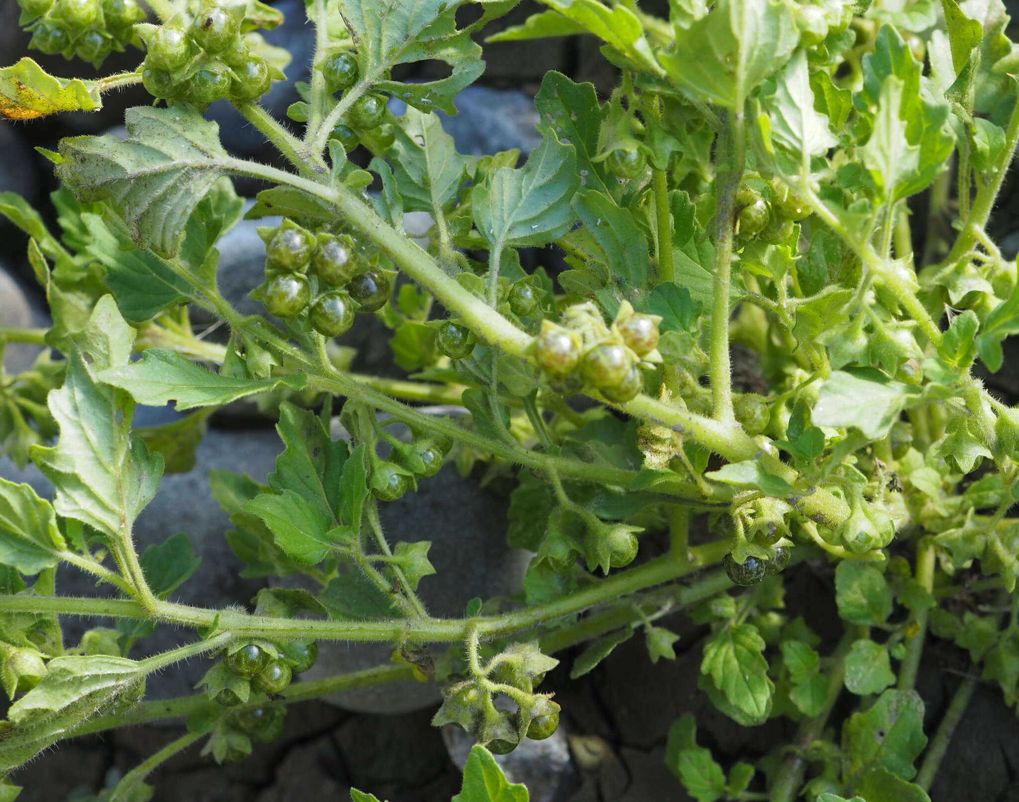 Image of Solanum physalifolium var. nitidibaccatum (Bitter) J. M. Edmonds