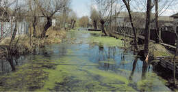 Image of Danube Crested Newt