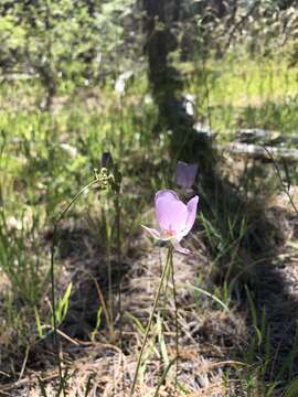 Calochortus longibarbatus var. longibarbatus resmi