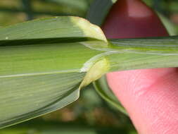 Image of wild oat