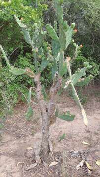 Opuntia elata Salm-Dyck resmi