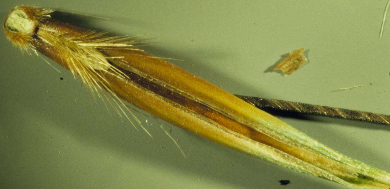 Image of wild oat